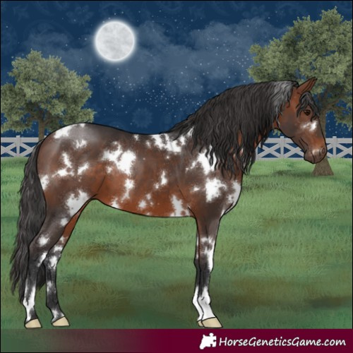 Horse Color:White Spotted Brown