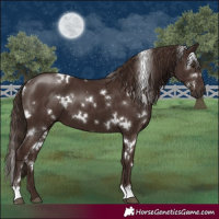 Horse Color:White Spotted Liver Chestnut 
