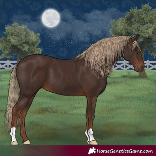 Horse Color:Liver Chestnut