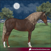 Horse Color:Liver Chestnut 