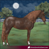 Horse Color:Liver Chestnut 