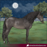 Horse Color:Smoky Black Rabicano 