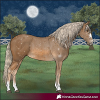 Horse Color:Chocolate Palomino 