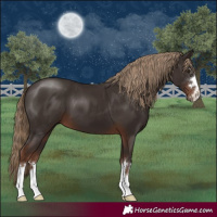 Horse Color:Liver Chestnut 