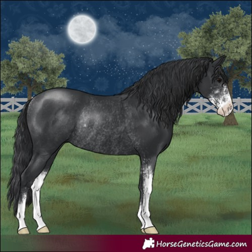 Horse Color:Black Sabino Rabicano 