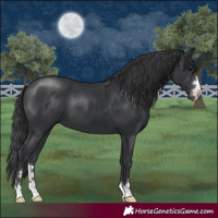 Horse Color:Black 
