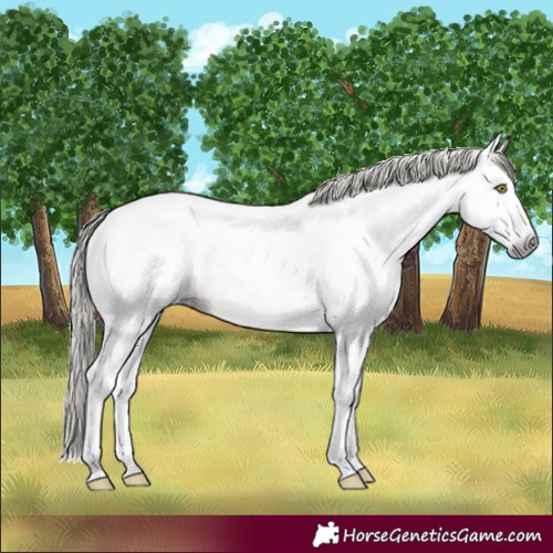 Horse Color:Gray Gold Champagne Tobiano 
