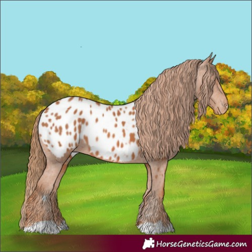 Horse Color:Chestnut Appaloosa 