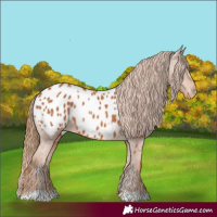 Horse Color:Chestnut Appaloosa 