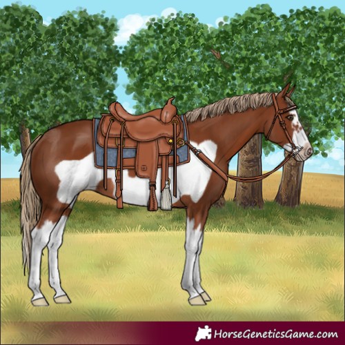 Horse Color:Chestnut Splash Frame 