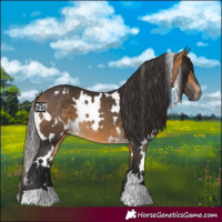 Horse Color:White Spotted Buckskin 