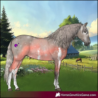 Horse Color:Gray Silver Grullo Sabino 