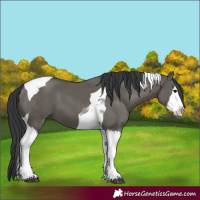 Horse Color:Grullo Splash Tobiano 