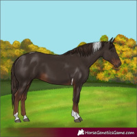 Horse Color:Liver Chestnut Tobiano