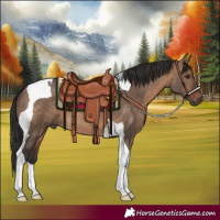 Horse Color:Brown Dun Tobiano 