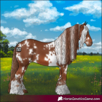 Horse Color:White Spotted Chestnut 
