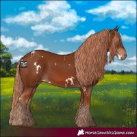 Horse Color:White Spotted Chestnut 