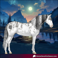 Horse Color:Grullo Sabino Splash Rabicano 