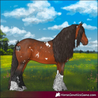 Horse Color:White Spotted Bay Tobiano