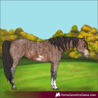 Horse Color:Brown Sabino Rabicano and Brown Sabino Frame Rabicano
