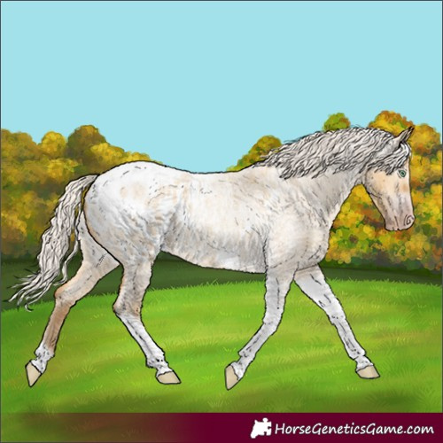 Horse Color:Gray Silver Amber Cream Champagne Roan Dun Splash Tobiano Frame Blanket Rabicano 