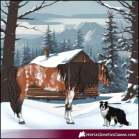 Horse Color:Bay Sabino Rabicano  and Bay Sabino Rabicano 