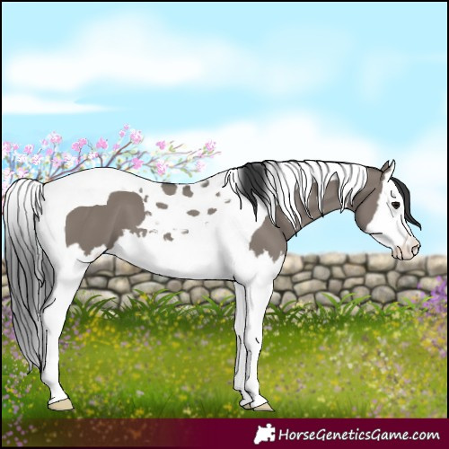 Horse Color:Grullo Splash Tobiano 