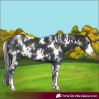 Horse Color:White Spotted Black Sabino 