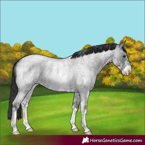Horse Color:Blue Roan Sabino 