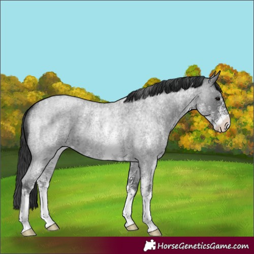 Horse Color:Blue Roan Sabino 