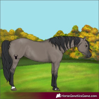 Horse Color:Grullo Rabicano
