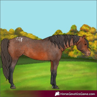 Horse Color:Bay Appaloosa