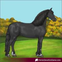 Horse Color:Black 