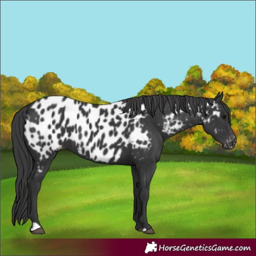 Horse Color:Black Appaloosa 