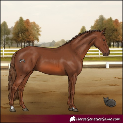 Horse Color:Chestnut 