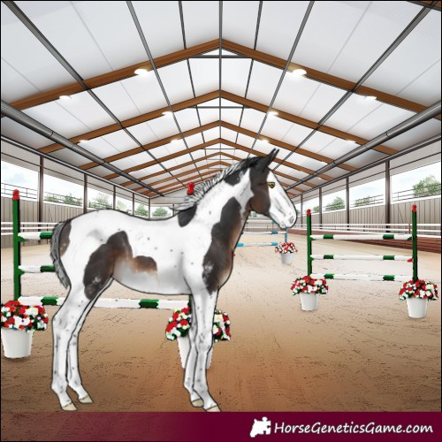 Horse Color:Brown Sabino Splash Tobiano Varnish 