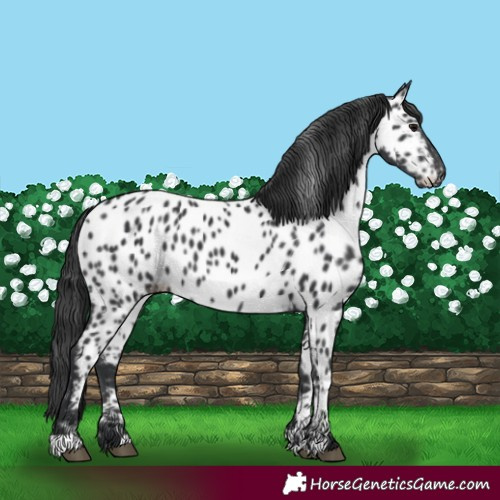 Horse Color:Black Appaloosa