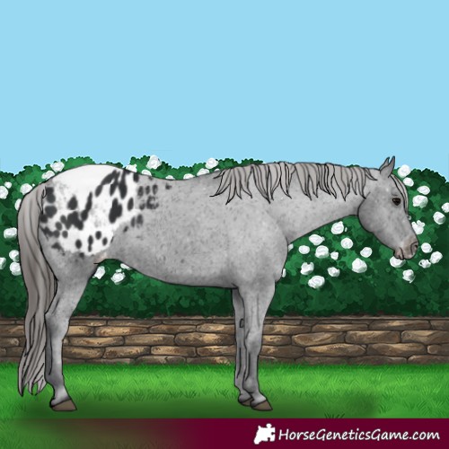 Horse Color:Black Appaloosa 