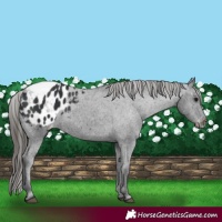 Horse Color:Black Appaloosa