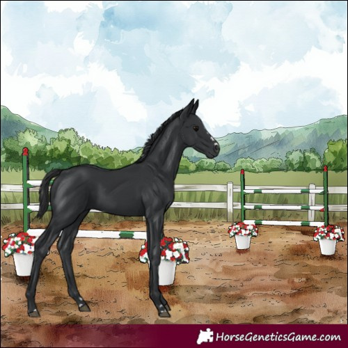 Horse Color:Black 