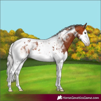 Horse Color:Silver Bay Splash Tobiano 