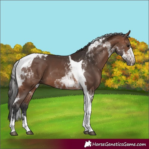 Horse Color:Brown Tobiano 
