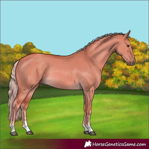 Horse Color:Palomino Dun Rabicano 