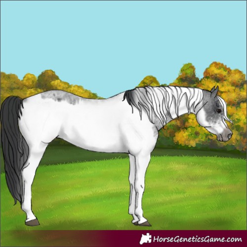 Horse Color:White Spotted Blue Roan Rabicano  and White Spotted Blue Roan Frame Rabicano 