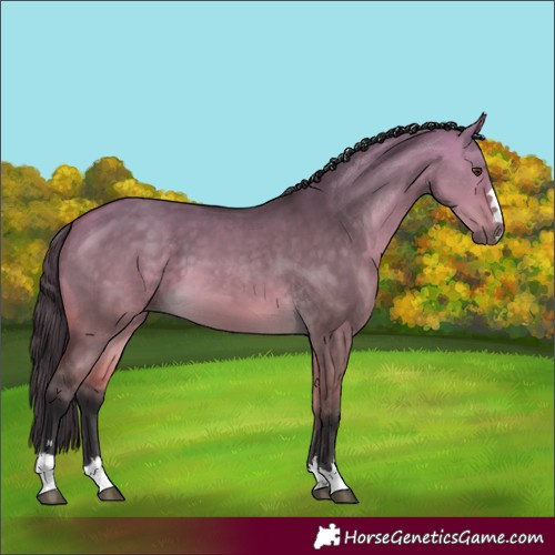 Horse Color:Buckskin Dun 