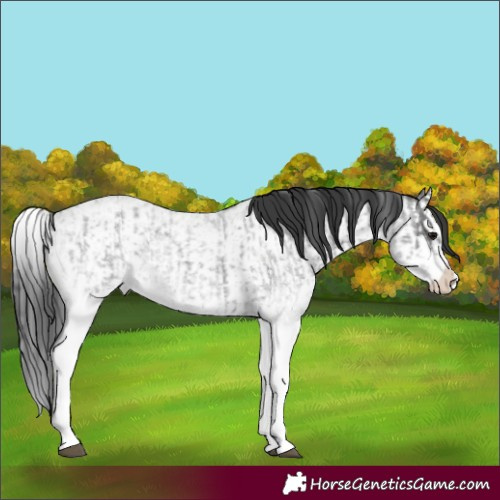 Horse Color:White Spotted Blue Roan Rabicano  and White Spotted Blue Roan Splash Rabicano 