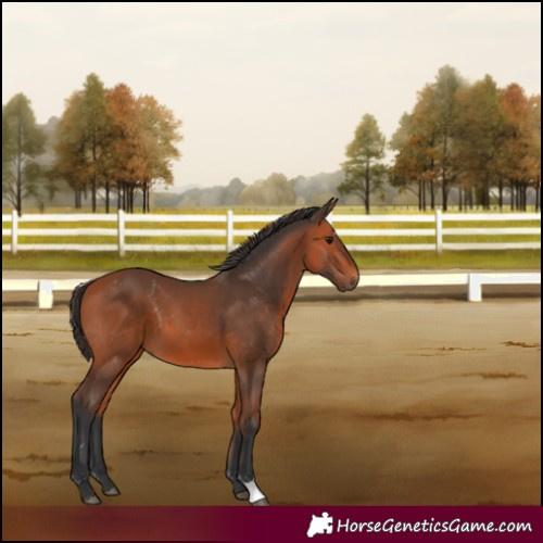 Horse Color:Bay 