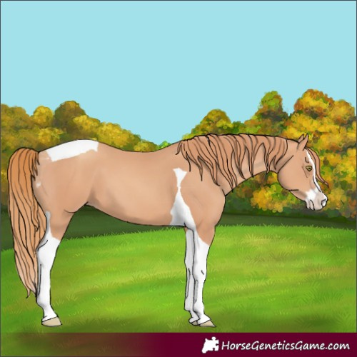 Horse Color:Gold Champagne Splash Tobiano 