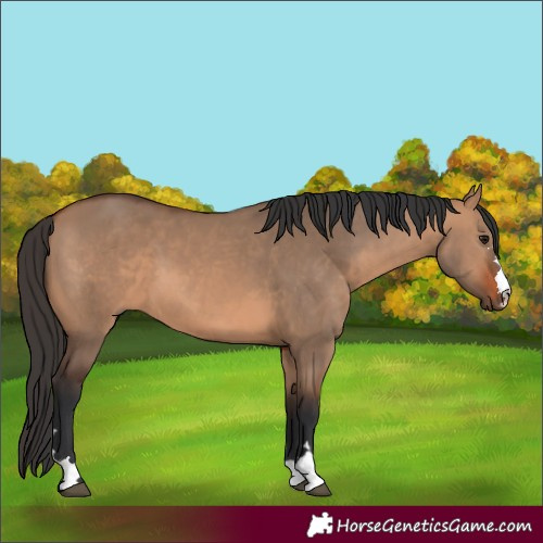Horse Color:Unknown 