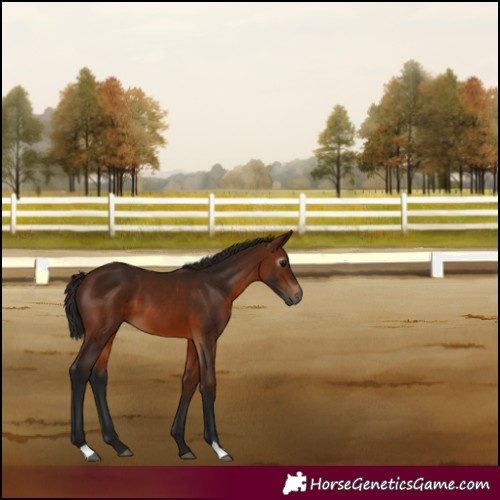Horse Color:Gray Bay 